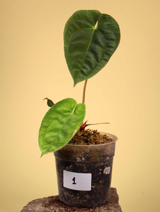 Anthurium papillilaminum