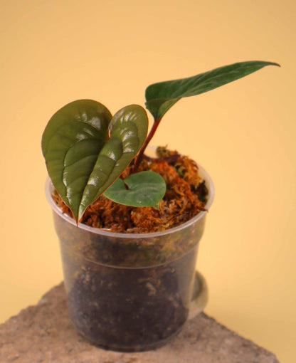 Anthurium luxurians x radicans