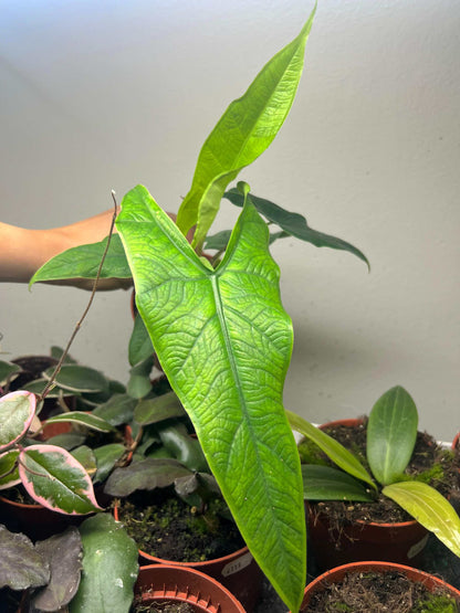 Alocasia sp. sulawesi 'green carpet'