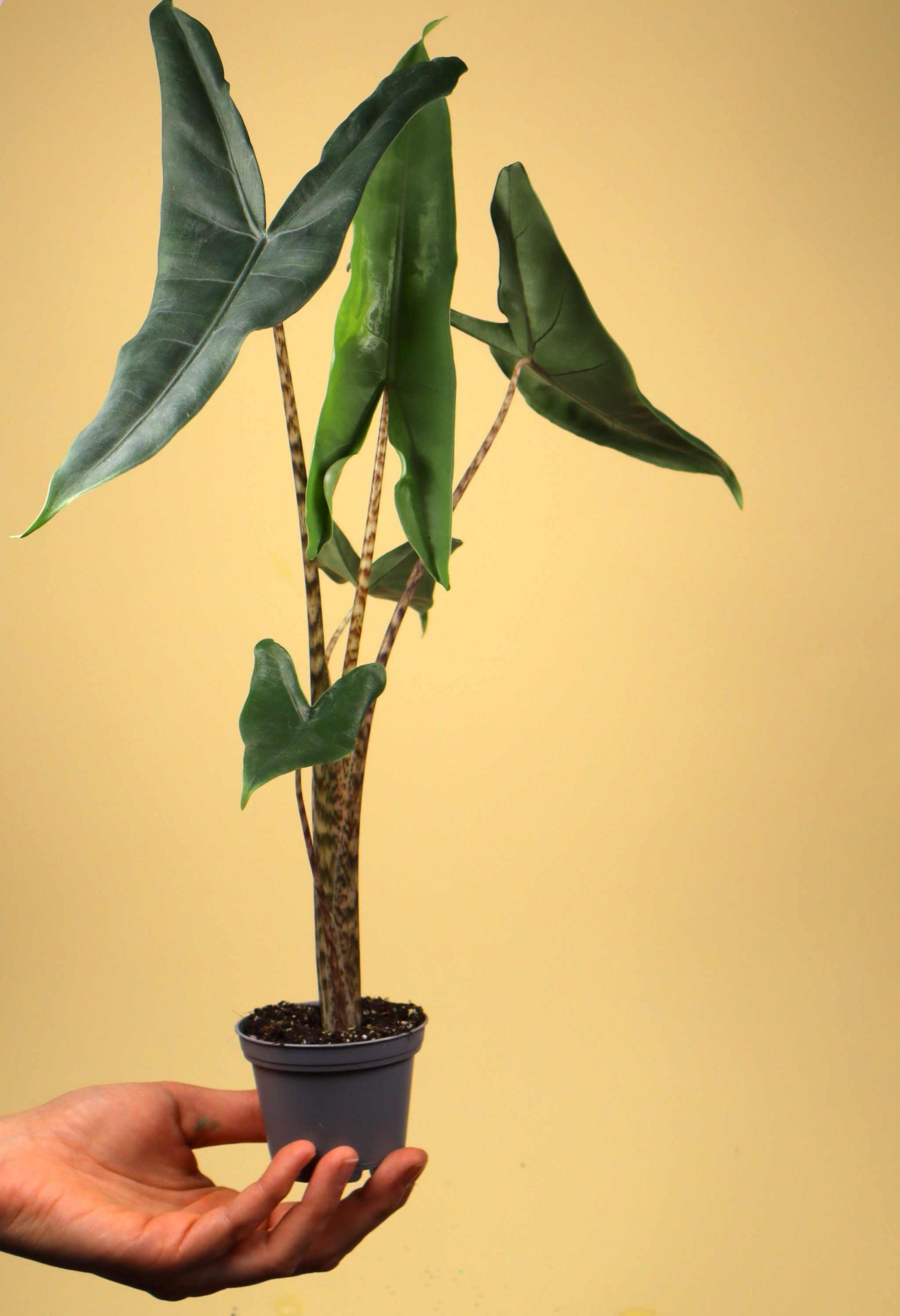 elephant ear plant zebra Alocasia Zebrina 'Elephant ears'