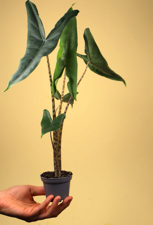 Alocasia zebrina 'Zebrasköld'