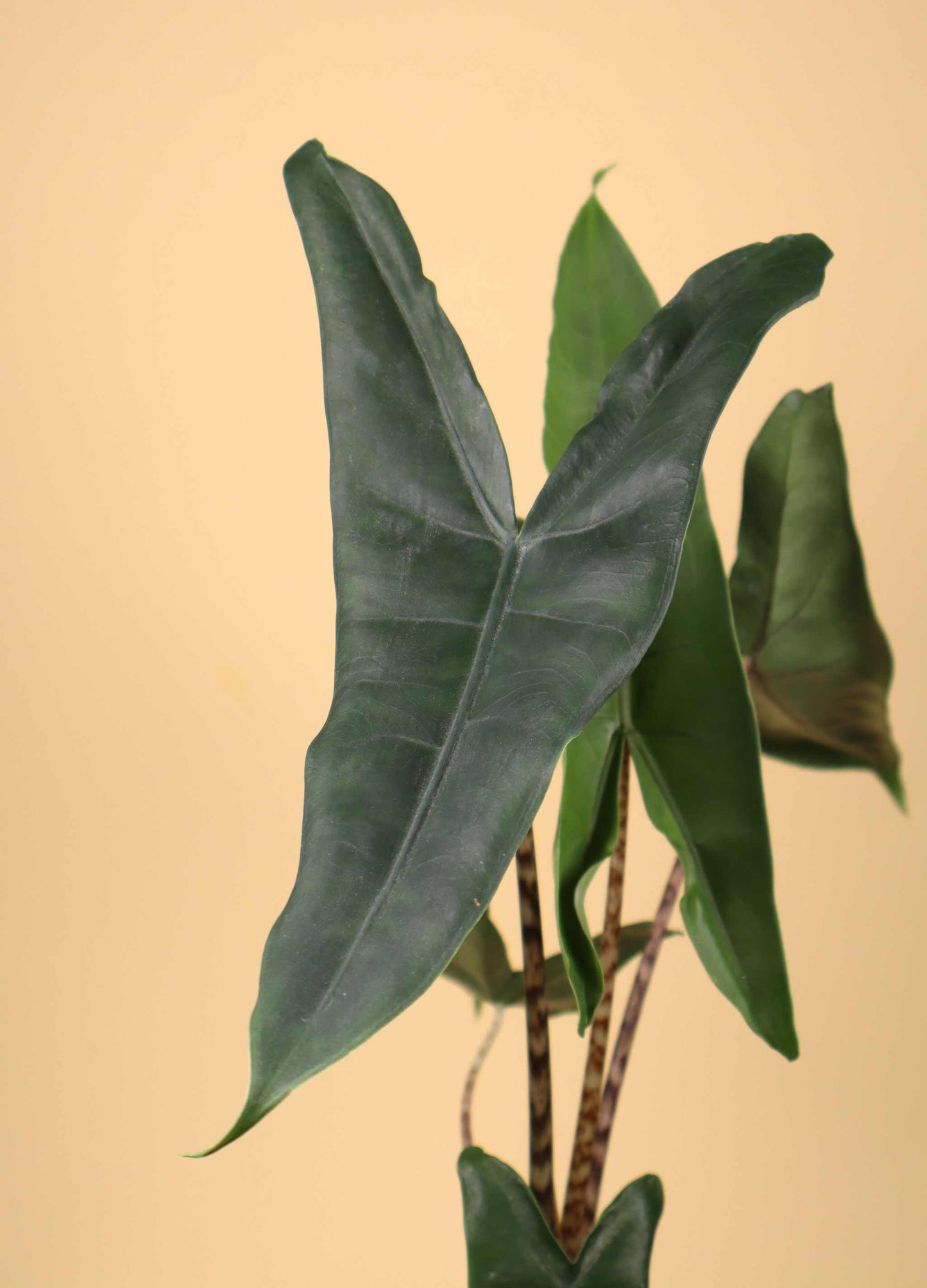 Alocasia zebrina 'Zebrasköld'
