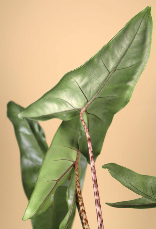 Alocasia zebrina 'Zebrasköld'