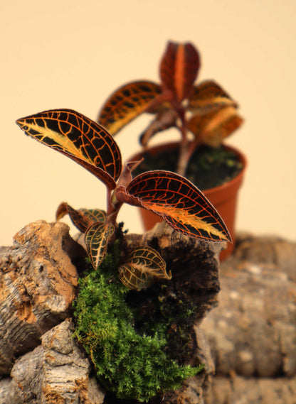 Anoectochilus albolineatus | Jewel orchid