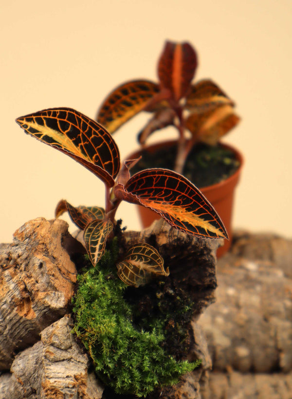 Anoectochilus albolineatus | Juvelorkidé
