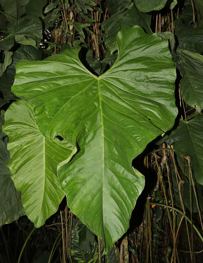 Anthurium balaoanum