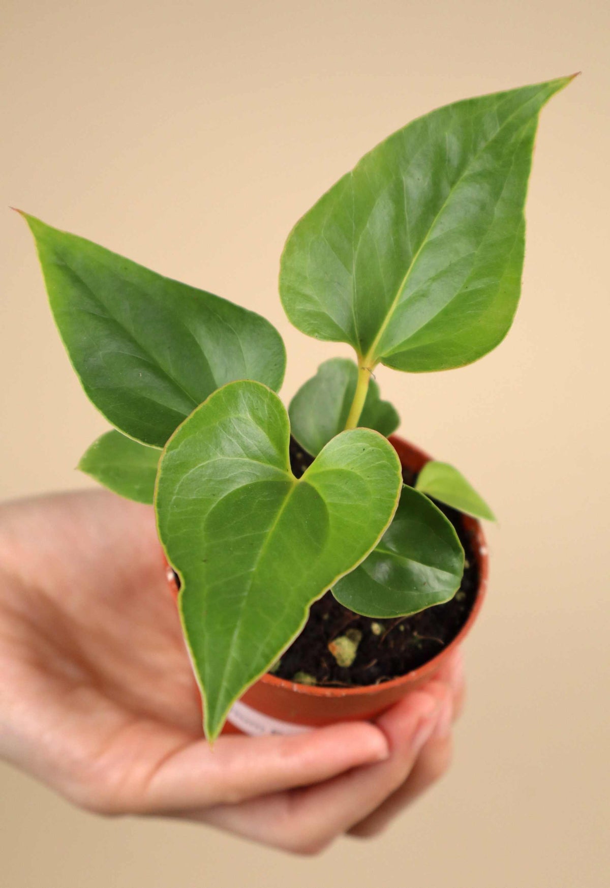 Anthurium brownii