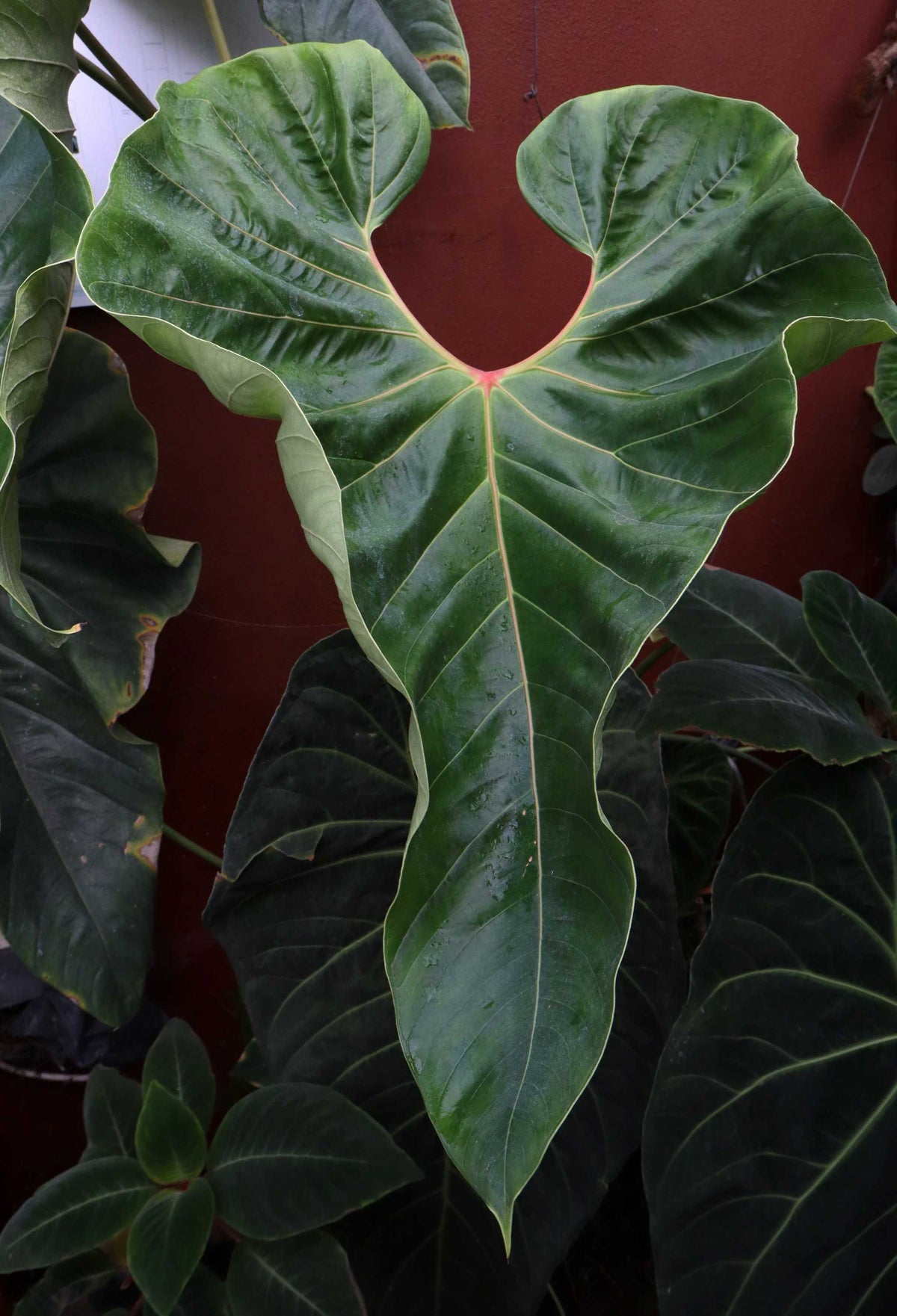 Anthurium chamberlainii