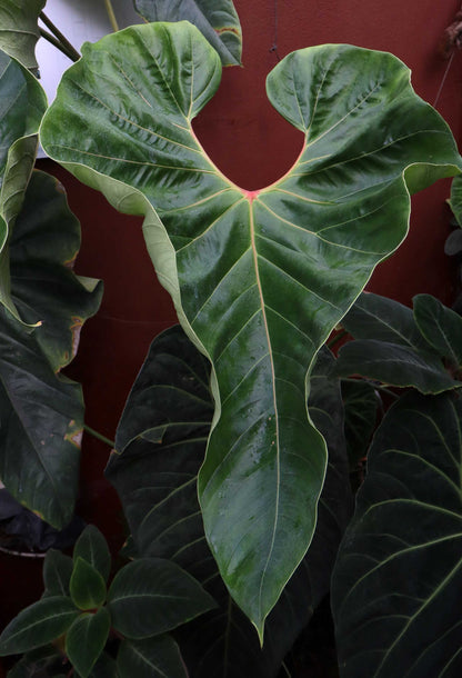 Anthurium chamberlainii