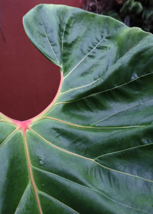 Anthurium chamberlainii