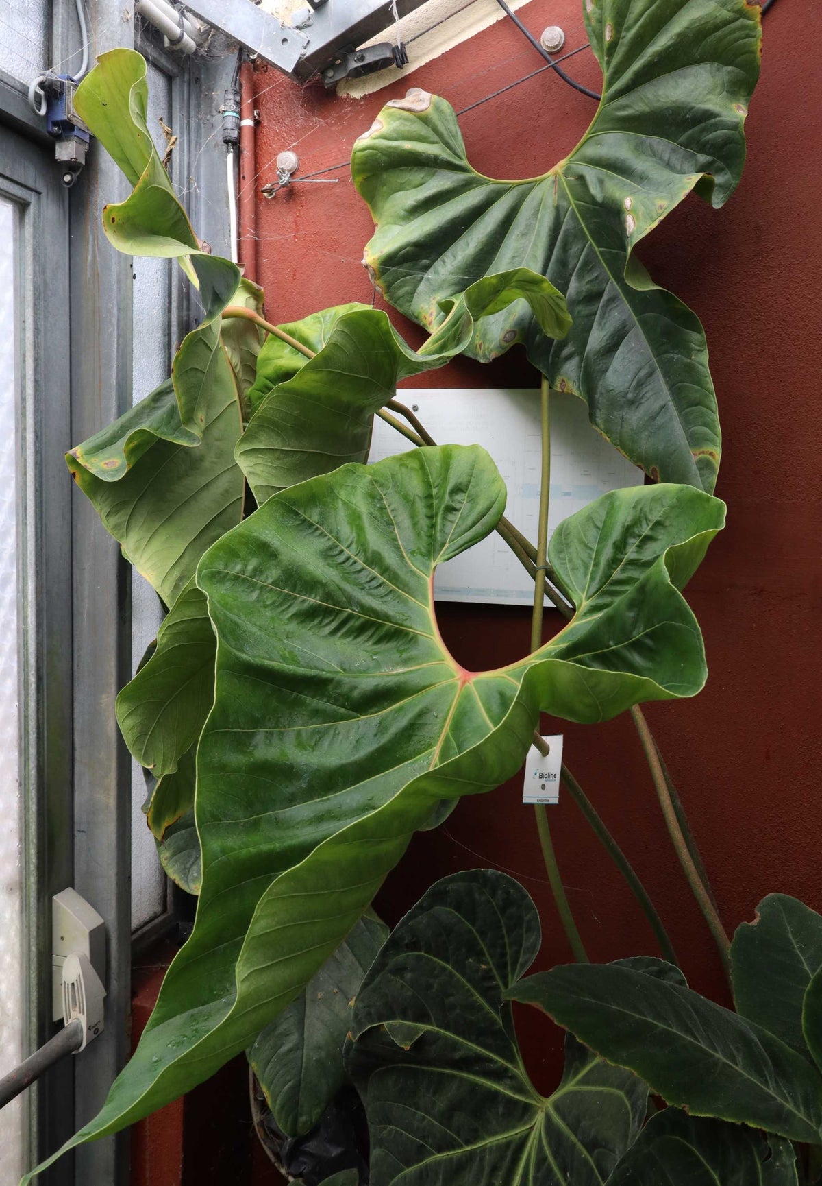 Anthurium chamberlainii