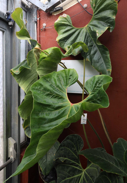 Anthurium chamberlainii
