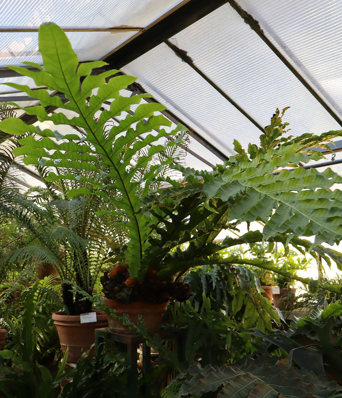 Drynaria coronans (tropisk stensöta)
