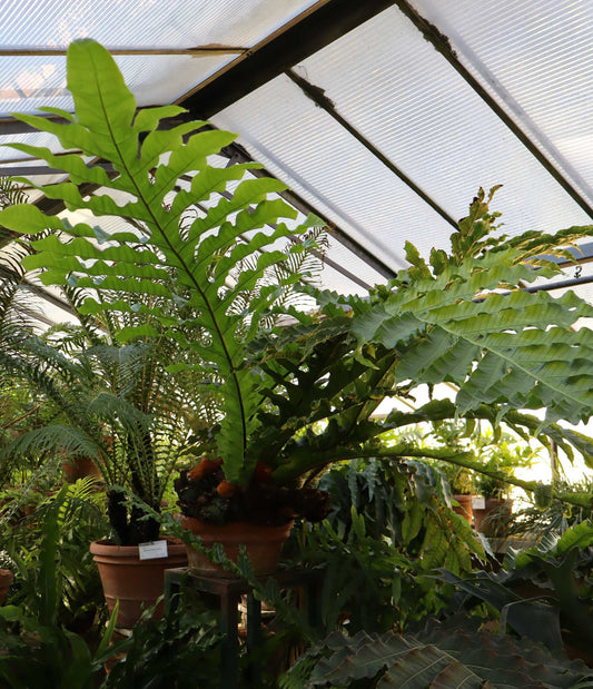 Drynaria coronans (tropisk stensöta)