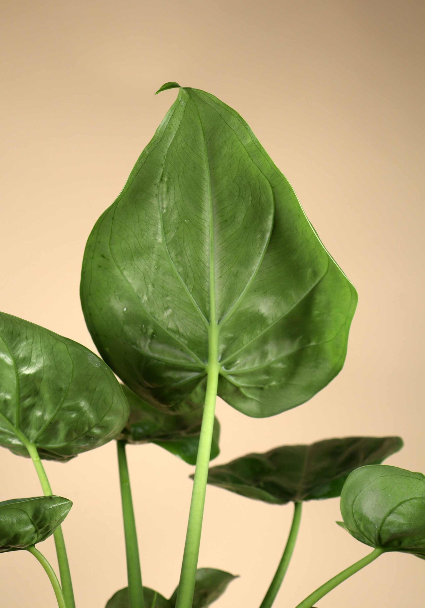 Alocasia cucullata | Tempelsköld