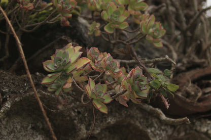 Aeonium 'florescens' | Trädtaklök