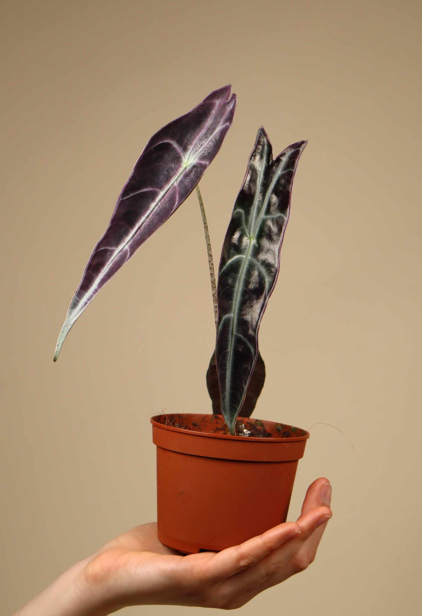 Alocasia longiloba 'purple'