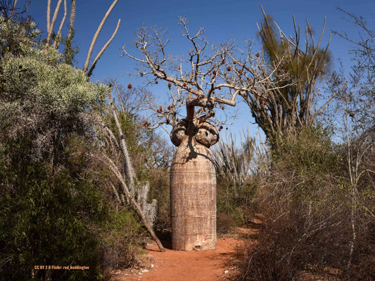 Adansonia madagascariensis | Madagaskar Baobab