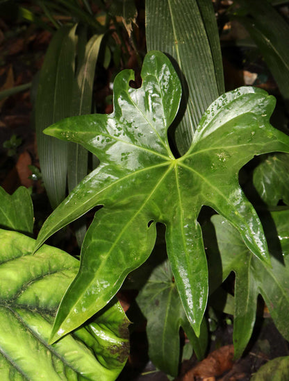 Anthurium pedatoradiatum