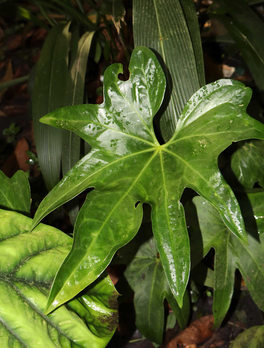 Anthurium pedatoradiatum