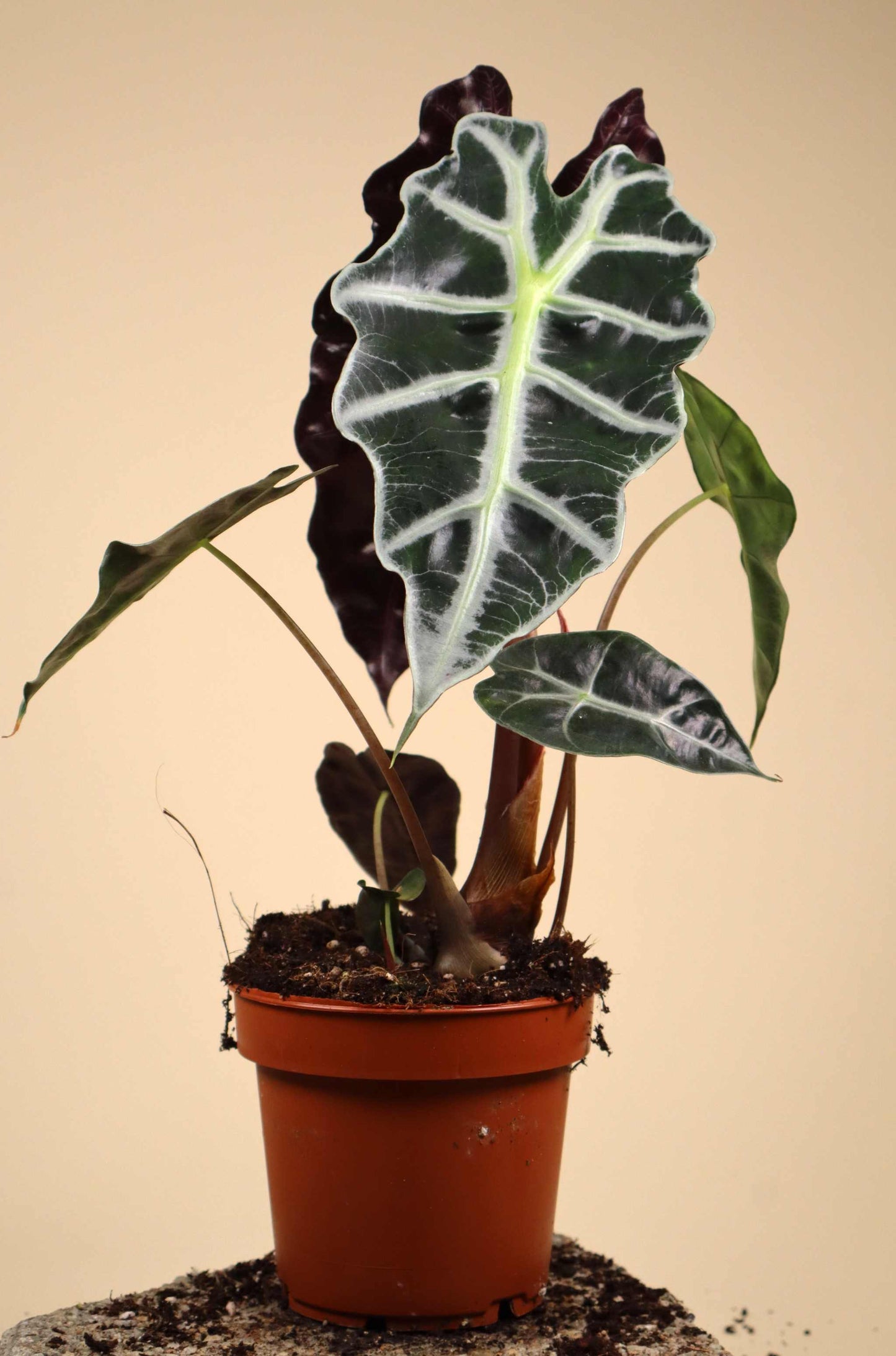 Alocasia 'Polly'