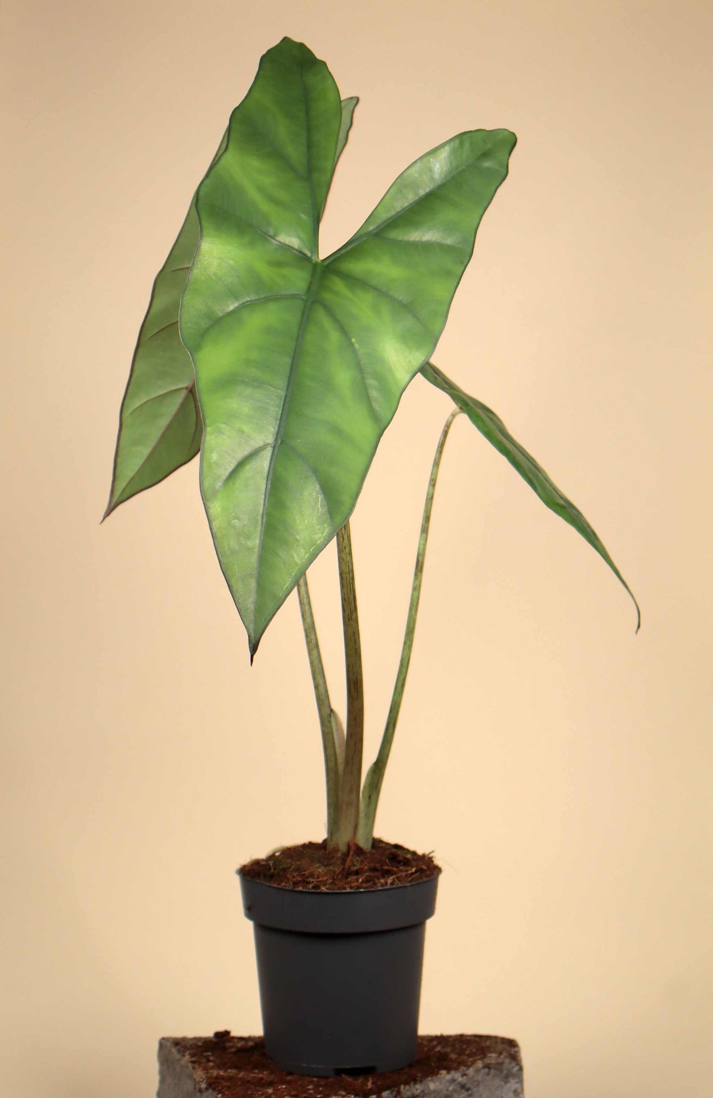 Alocasia princeps 'Purple Cloak'