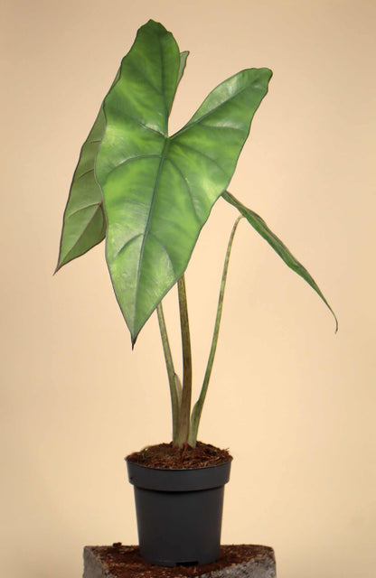 Alocasia princeps 'Purple Cloak'