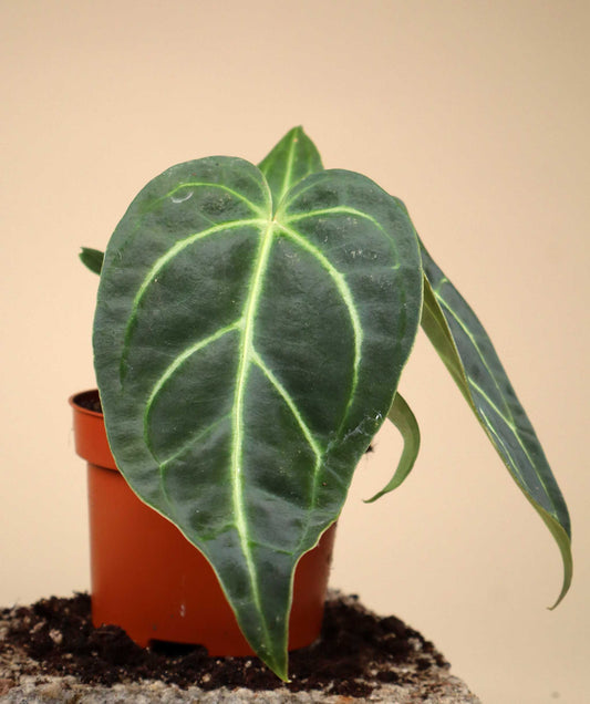 Anthurium regale