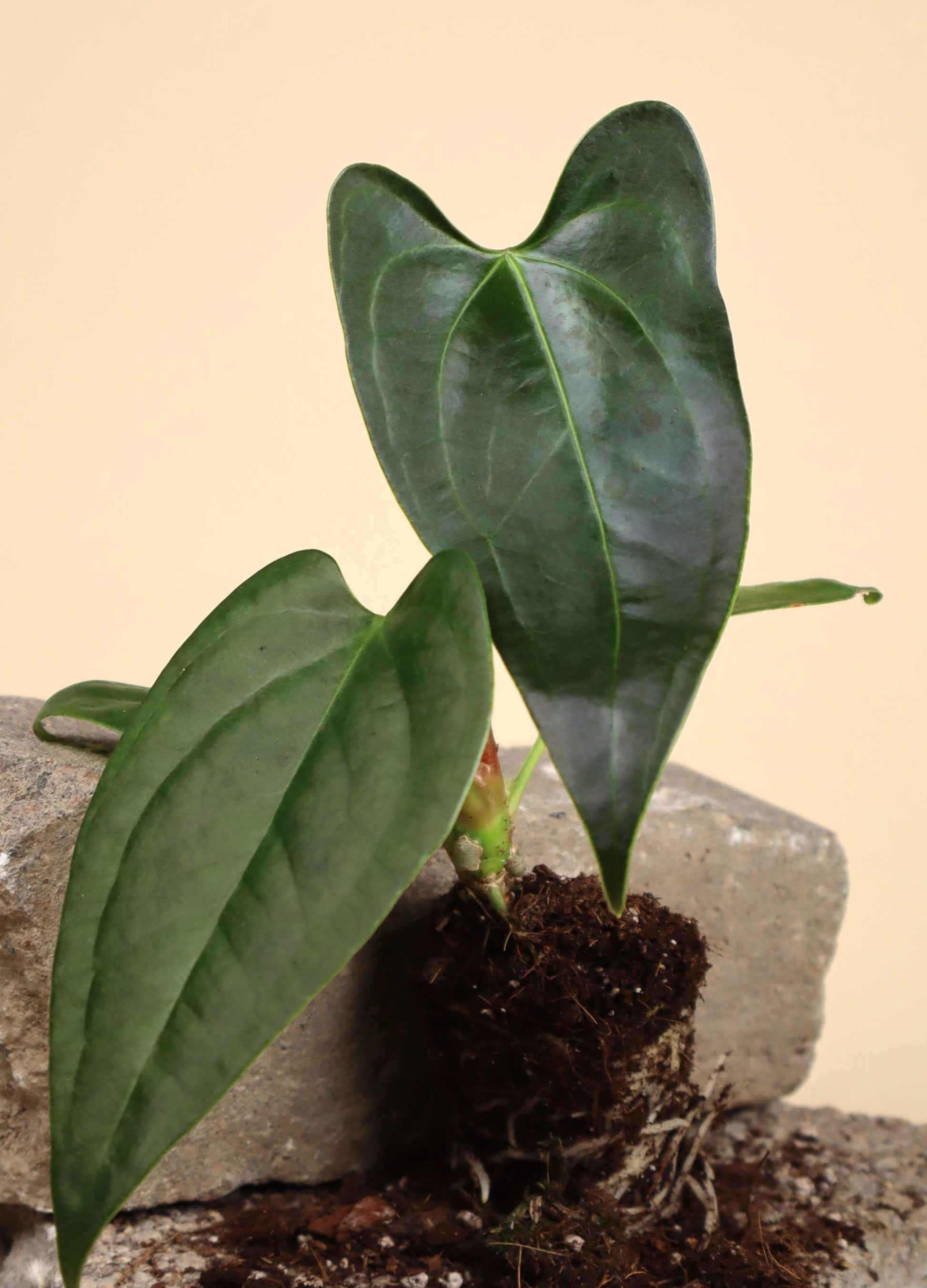 anthurium sp napo Anthurium sp. Napo – Ormbunker
