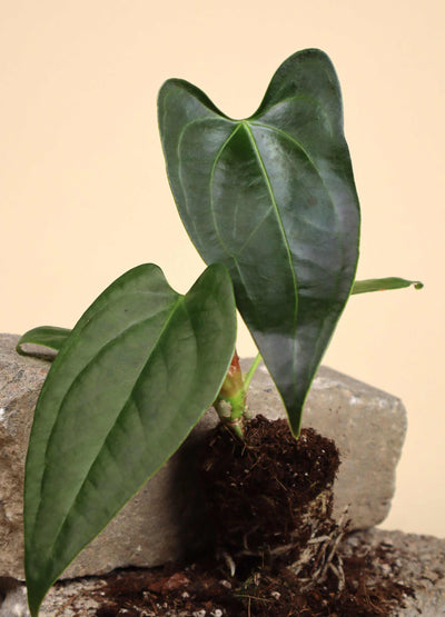 Anthurium sp. Napo