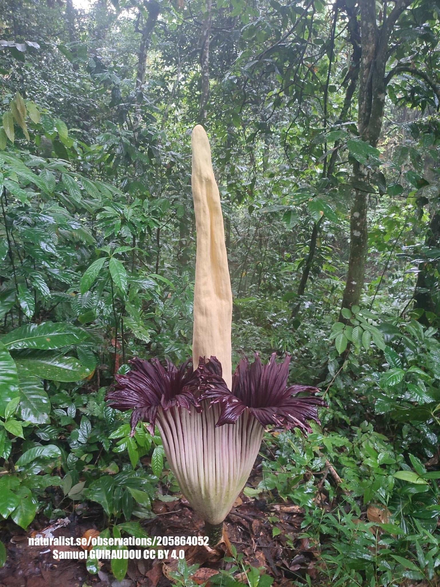 Amorphophallus titanum 'Giant Tuber'