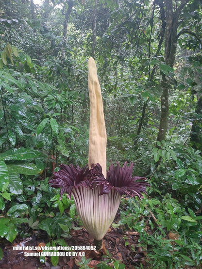 Amorphophallus titanum 'Giant Tuber'