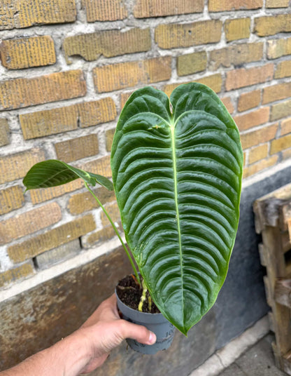 Anthurium veitchii