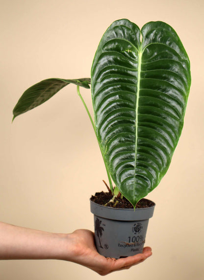 Anthurium veitchii