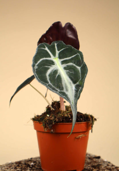 Alocasia 'Venom'