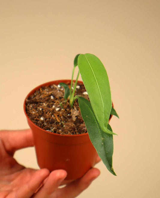 Anthurium wendlingeri