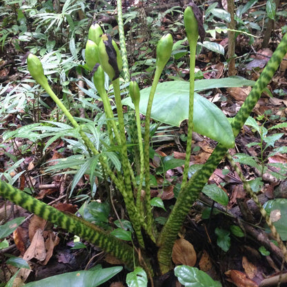 Alocasia zebrina 'Elephant ears'