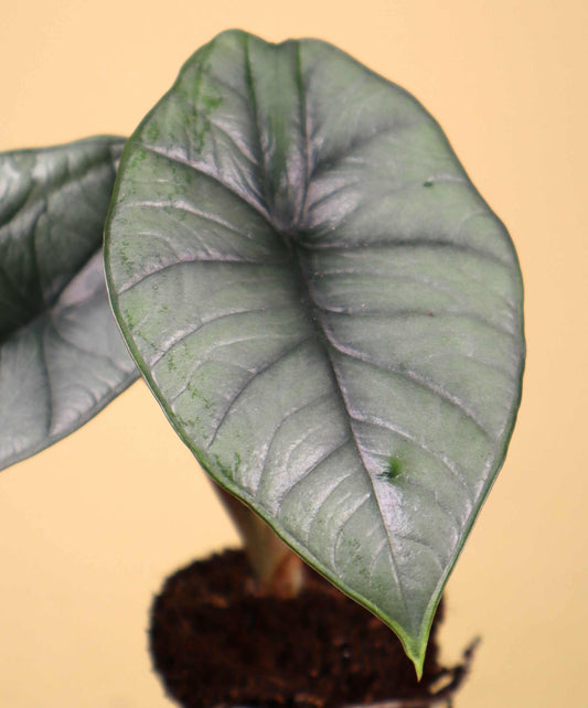 Alocasia bisma 'Silver'