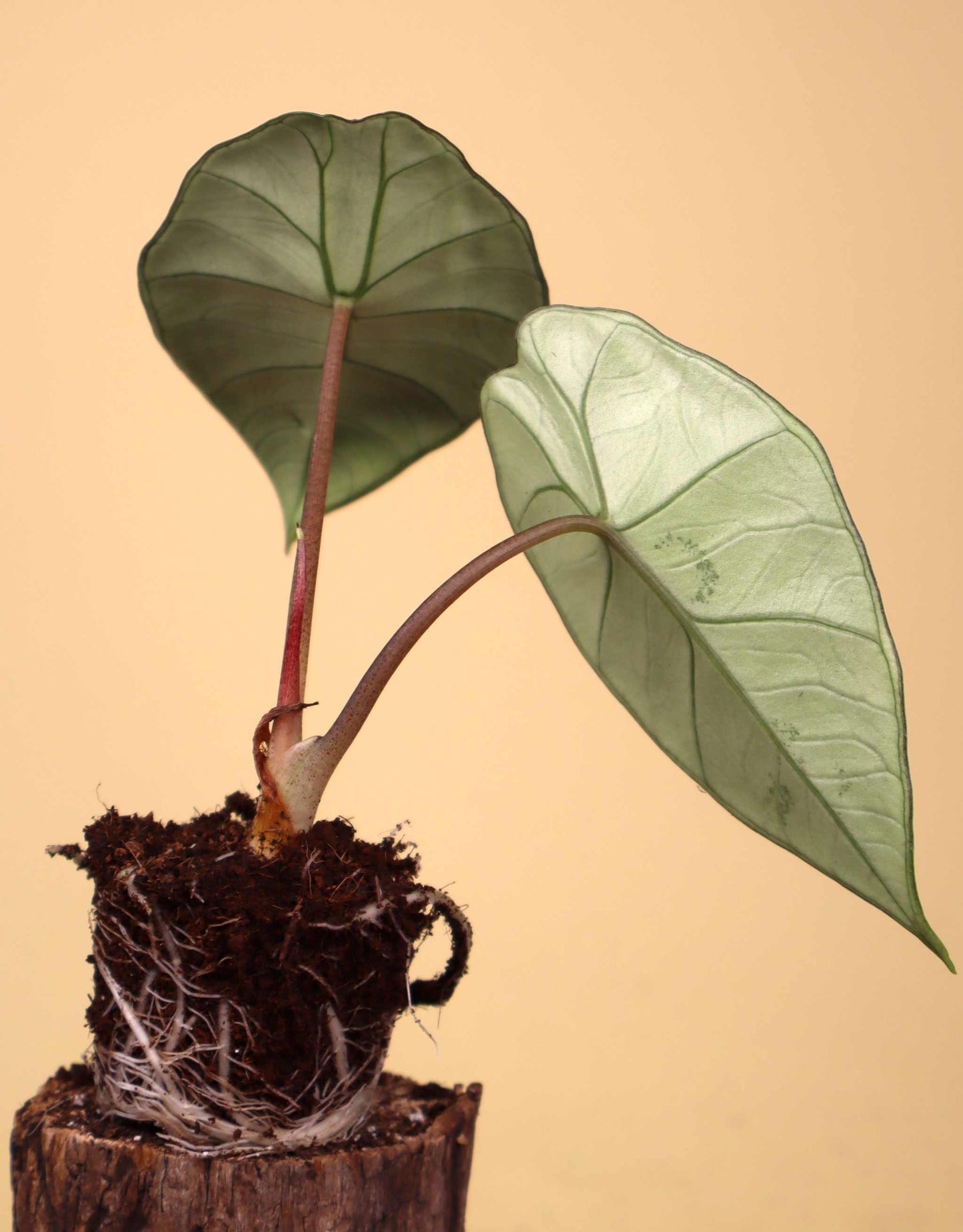Alocasia bisma 'Silber'