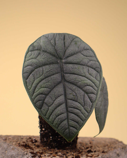 Alocasia melo