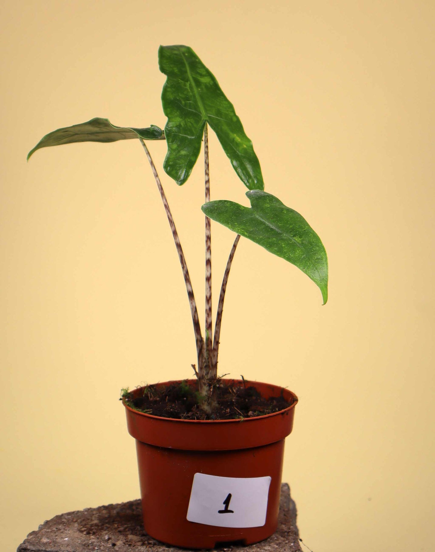 Alocasia zebrina reticulata form