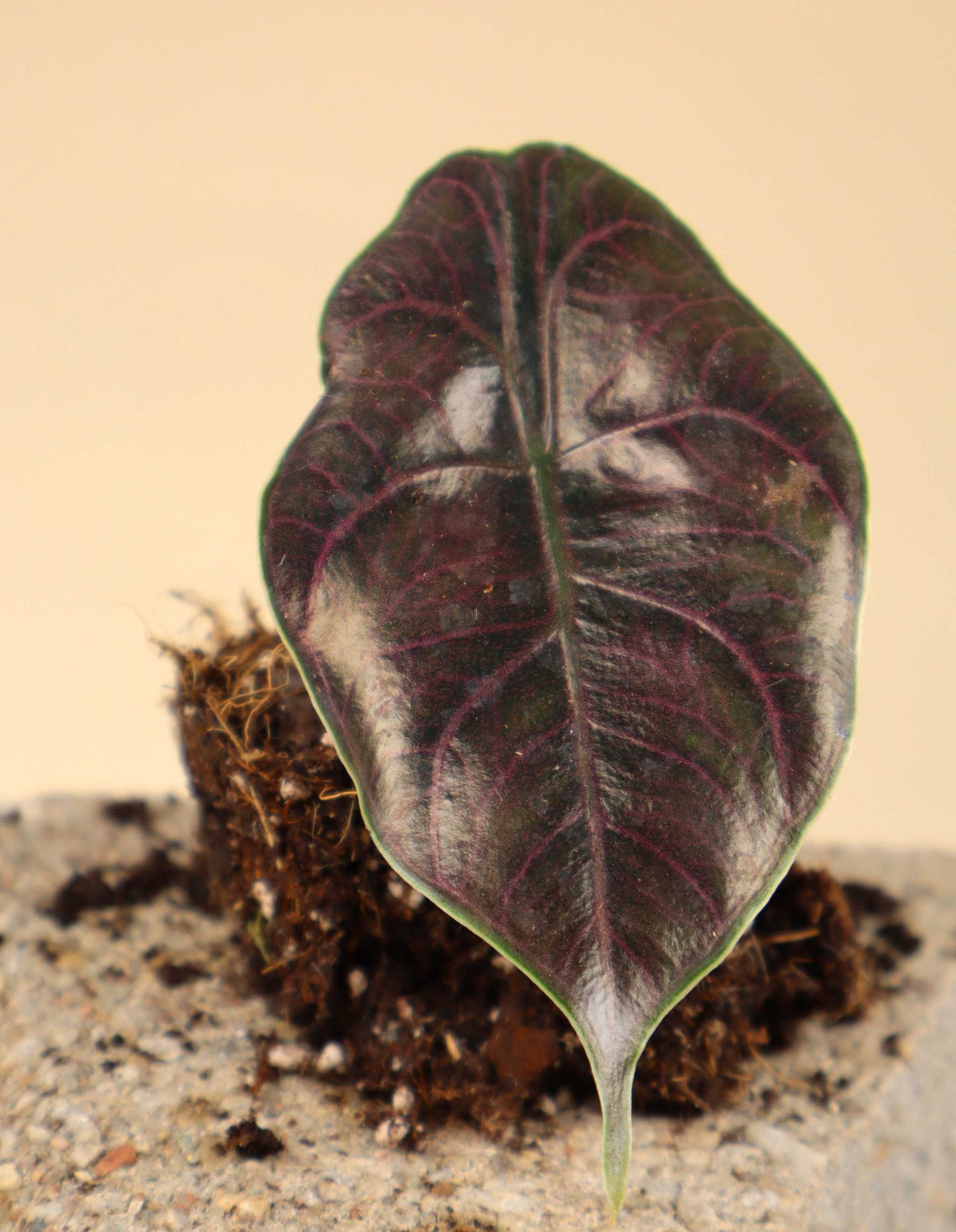 Alocasia azlanii