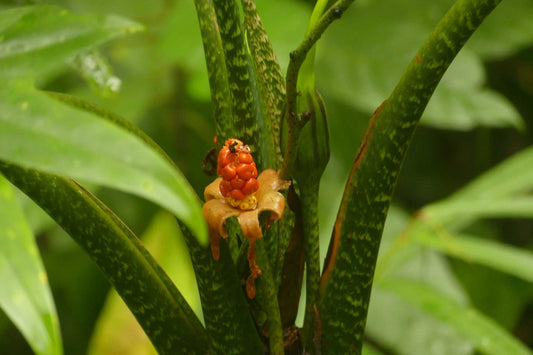 Alocasia Brancifolia
