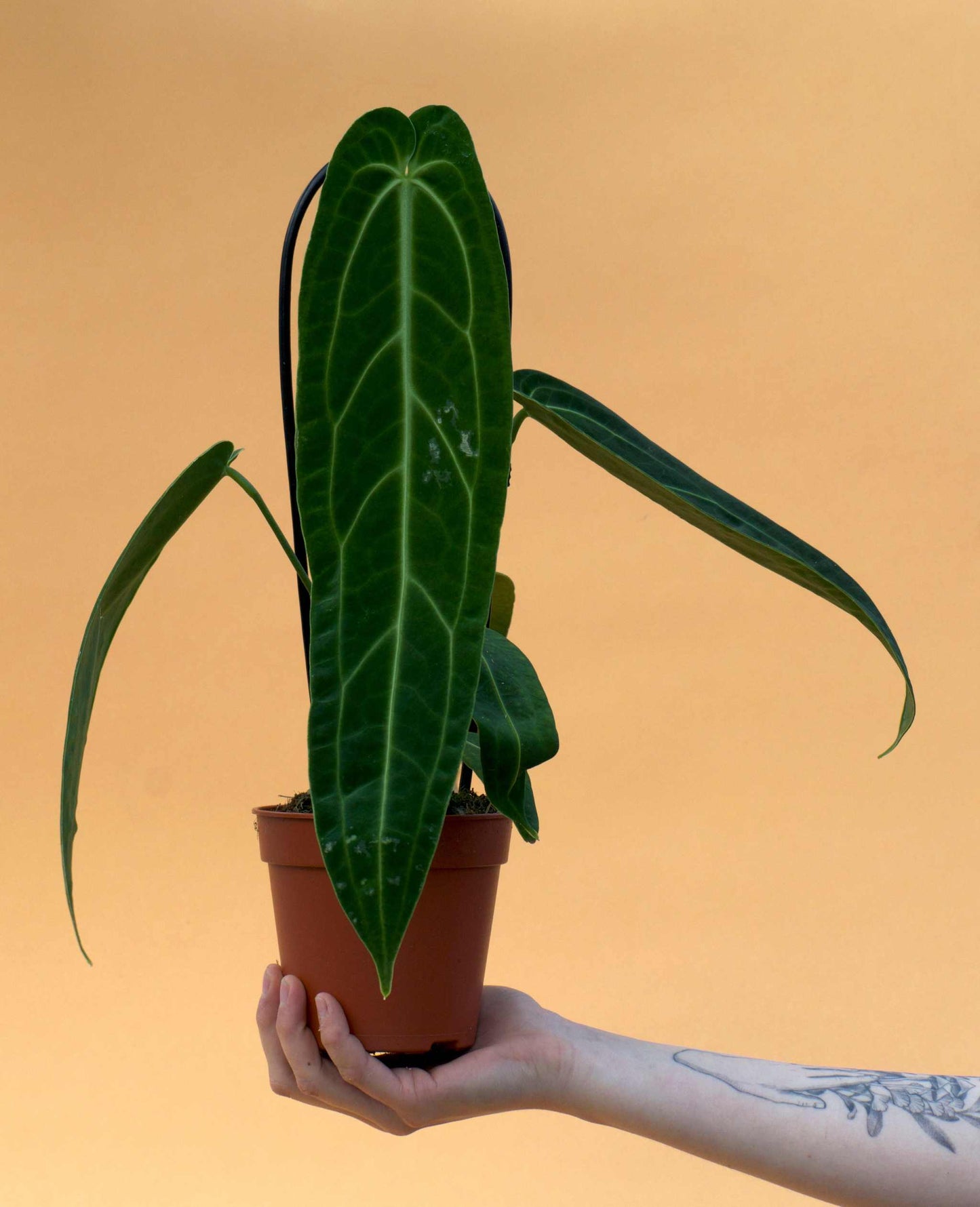 Anthurium warocqueanum