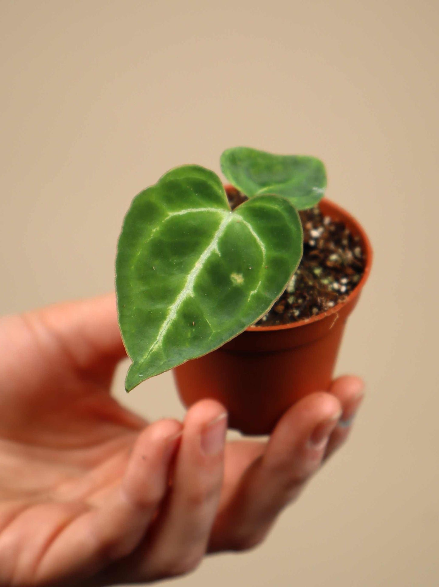 Anthurium crystallinum