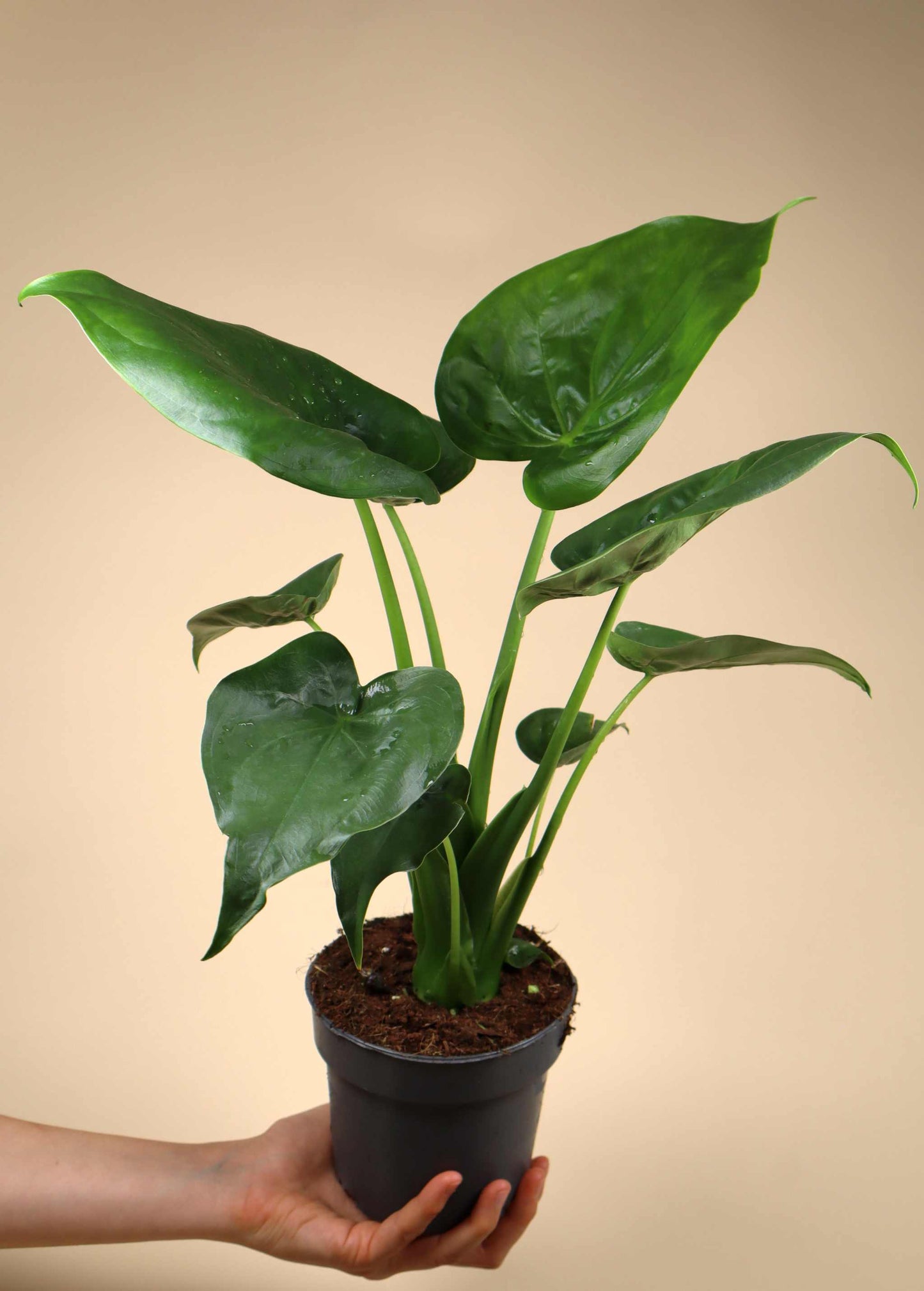 Alocasia cucullata | Tempelsköld