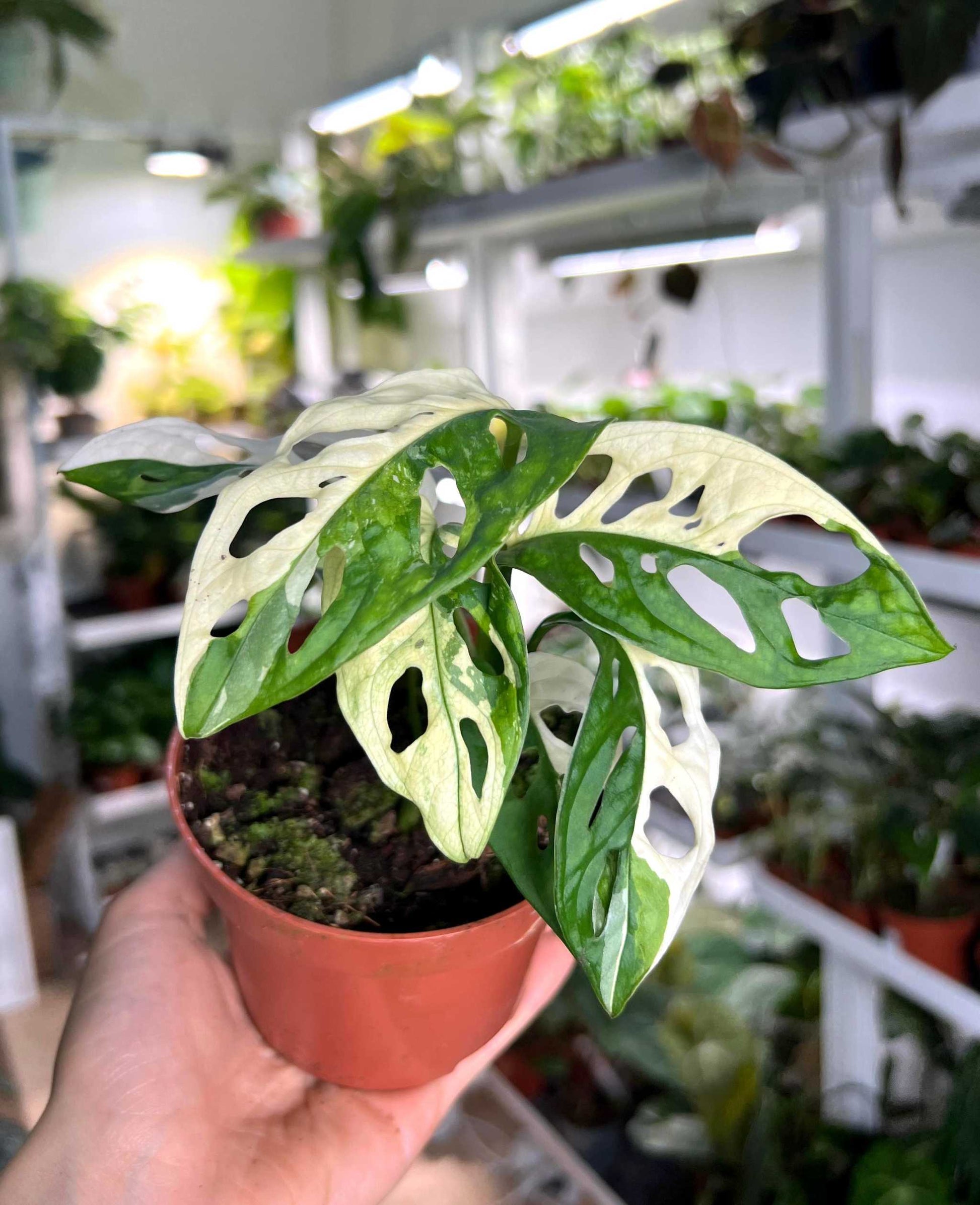 monstera adansonii albo variegata Monstera Adansonii Albo Variegata