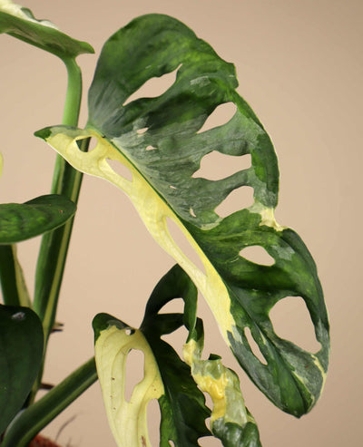 Monstera adansonii albo variegata