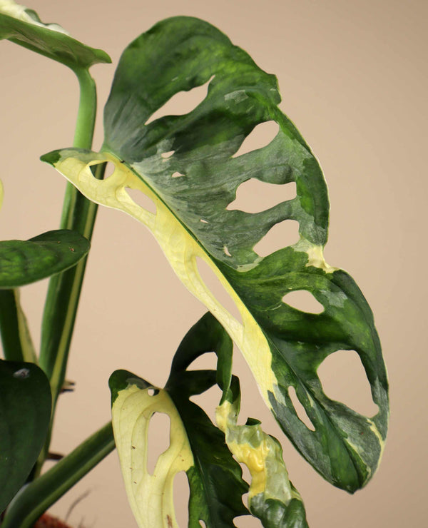 Monstera adansonii albo variegata