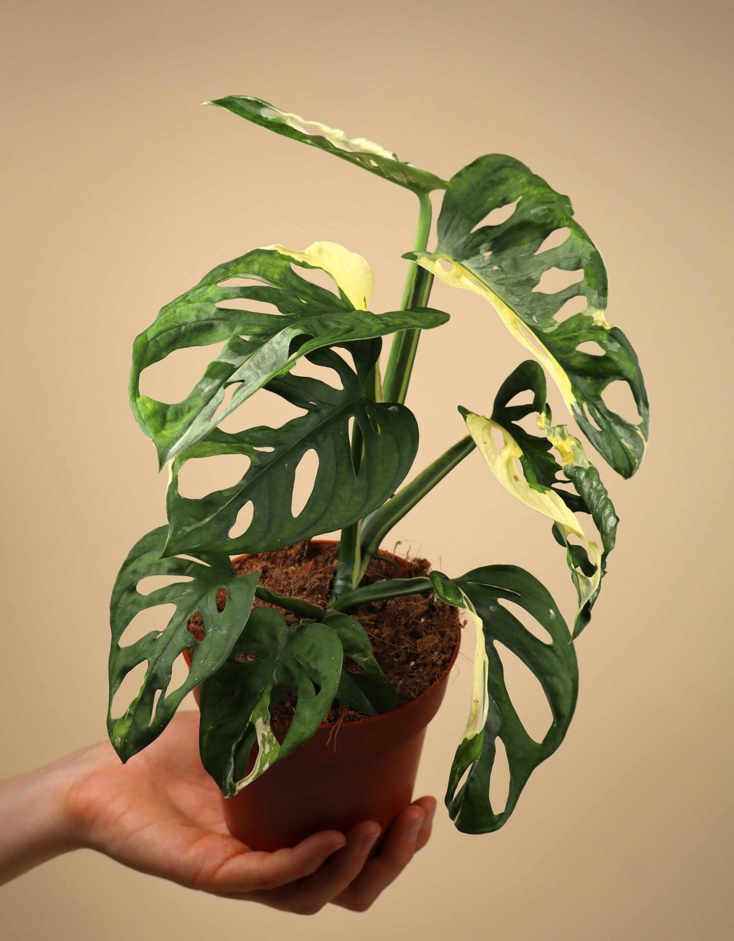 Monstera adansonii albo variegata